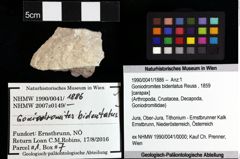Foto (Objket + Etiketten) von Bucculentum bachmayeri (Schweitzer & Feldmann 2009) 